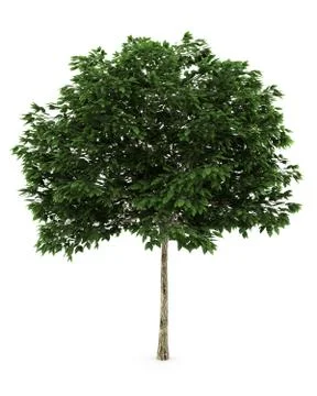 Mountain ash tree isolated on white background with clipping path Stock-Illustration