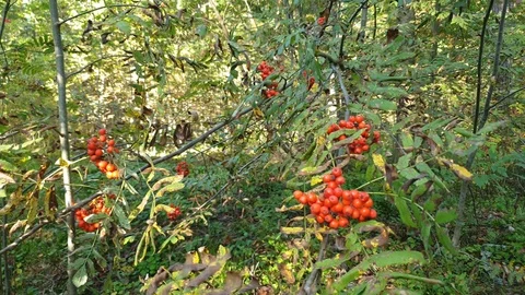 Mountain ash tree. Rowan.Ripe rowan berries. Stock Footage 114974377