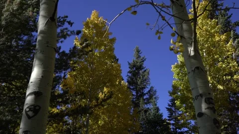 Mountain Aspen trees with fall colors blowing in the wind Stock Footage 253092873