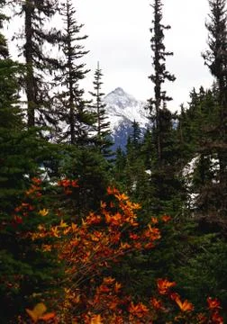 Mountain in Autumn Foto stock