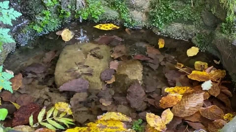 Mountain autumn spring Stock Footage 147583908