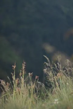 Mountain in the background, focus- out of focus plants Stock Photos