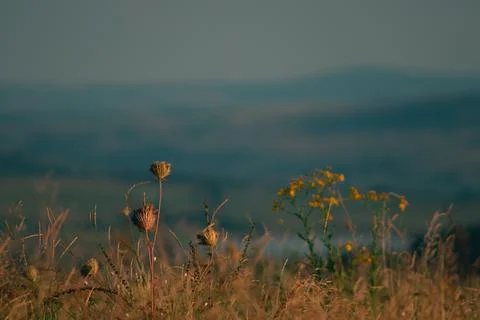 Mountain in the background, focus- out of focus plants Stock Photos