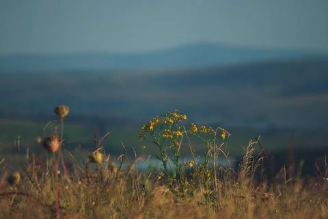 Mountain in the background, focus- out of focus plants Stock Photos
