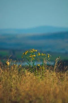 Mountain in the background, focus- out of focus plants Stock Photos