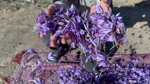 A mountain of beautiful saffron crocus in the hands of a farmer Stock Footage 170078037