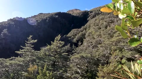 Mountain Beech Forest and Subalpine Vegetation in Arthurs Pass National Par.. Stock Footage 286766782