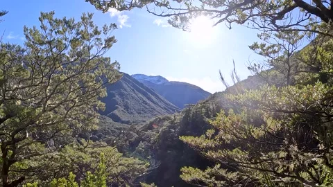 Mountain Beech Forest and Subalpine Vegetation in Arthurs Pass National Par.. Video stock 286766836
