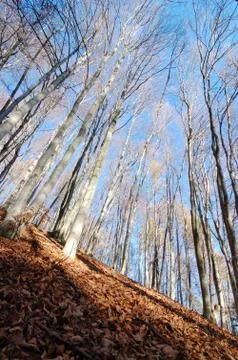 Mountain beech woods during fall season Stock Photos