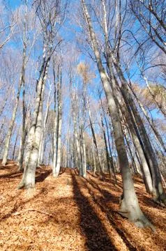 Mountain beech woods during fall season Stock Photos