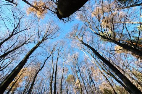 Mountain beech woods during fall season Stock Photos
