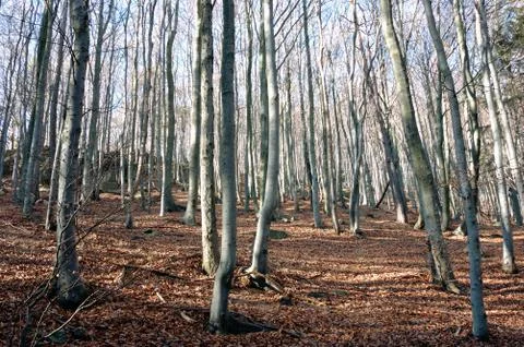 Mountain beech woods during fall season Stock Photos
