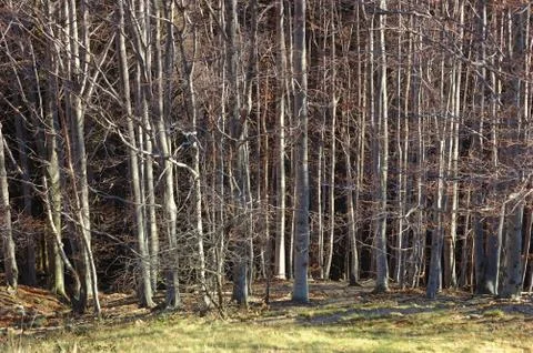 Mountain beech woods during fall season; horizontal orientation Stock Photos