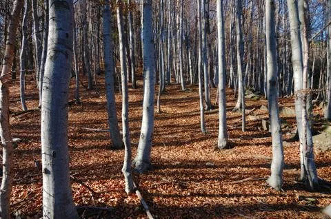 Mountain beech woods during fall season; horizontal orientation Stock Photos