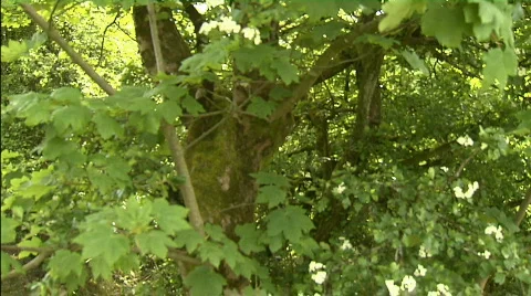 Mountain Bike 5 Video stock 728897