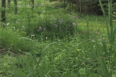 MOUNTAIN BIKE Stock Footage 125148