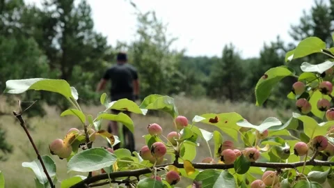 Mountain bike Stock Footage 248162101