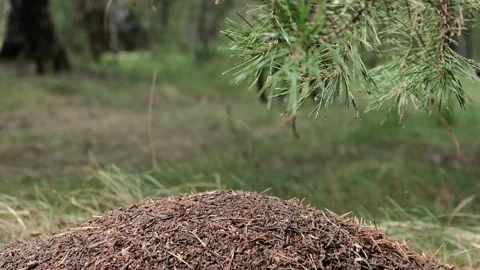 Mountain bike Stock Footage 248162268