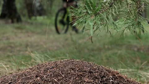 Mountain bike Video stock 248162298