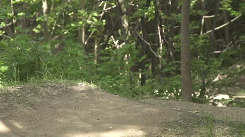 Mountain bike Freeride Vídeo Stock 55672783