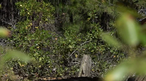 Mountain Biker- Climbing Video stock 66768745