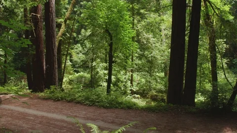 Mountain Biker in Forest : Pan Stock Footage 77408774