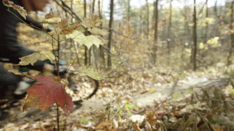Mountain biker passes frame in the fall colored forest Stock Footage 54700377