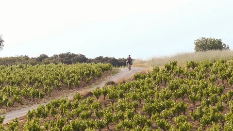 Mountain biker passing trough vine yard Stock Footage 97950471