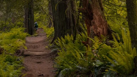 Mountain Biker Races Down trail in Canadian Pacific Forest Stock Footage 89925290