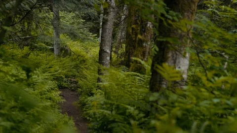 Mountain Biker Races Down trail in Canadian Pacific Forest Stock Footage 89925517