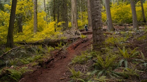 Mountain Biker Races Down trail in Canadian Pacific Forest Stock Footage 89925652