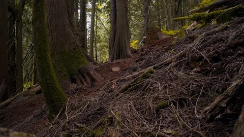 Mountain Biker Races Down trail in Canadian Pacific Forest Stock Footage 89925722