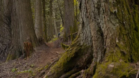 Mountain Biker Races Down trail in Canadian Pacific Forest Stock Footage 89925890