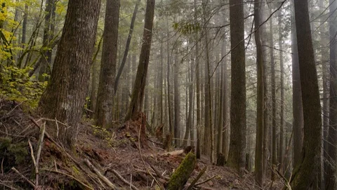 Mountain Biker Races Down trail in Canadian Pacific Forest Stock Footage 89925938