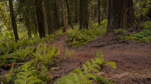 Mountain Biker Races Down trail in Canadian Pacific Forest Stock Footage 89925958