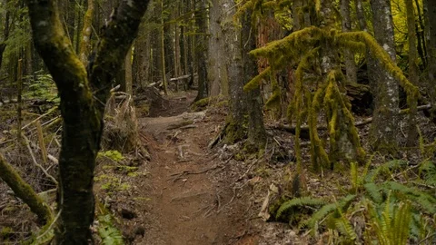 Mountain Biker Races Down trail in Canadian Pacific Forest Stock Footage 89925990