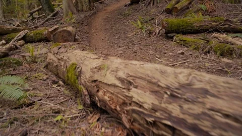 Mountain Biker Races Down trail in Canadian Pacific Forest Stock Footage 89926013