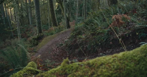 A mountain biker rides through a mossy Pacific Forest Stock Footage 231815947