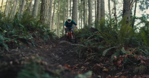 A mountain biker rides through a mossy Pacific Forest Stock Footage 231815954