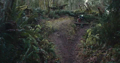 A mountain biker rides through a mossy Pacific Forest Stock Footage 231815991