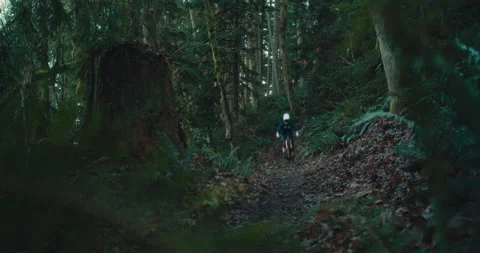 A mountain biker rides through a mossy Pacific Forest Stock Footage 231816722
