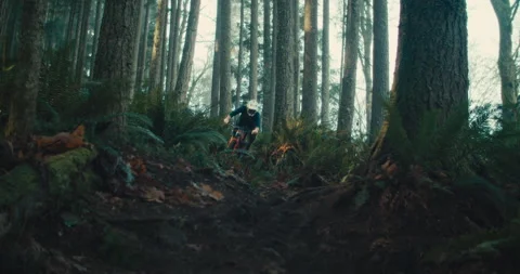 A mountain biker rides through a mossy Pacific Forest Stock Footage 231816775