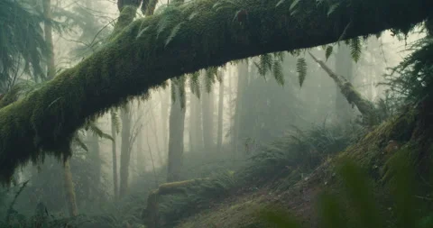 A mountain biker rides through a mossy Pacific Forest Stock Footage 231817618
