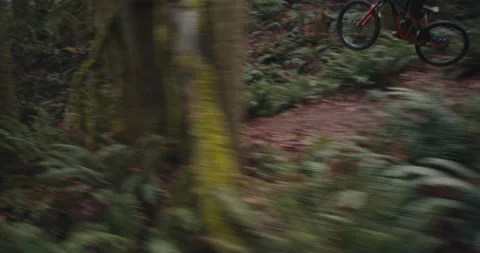 A mountain biker rides through a mossy Pacific Forest Stock Footage 231819348
