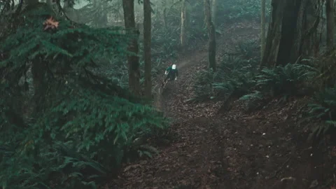A mountain biker rides through a mossy Pacific Forest Stock Footage 231819905