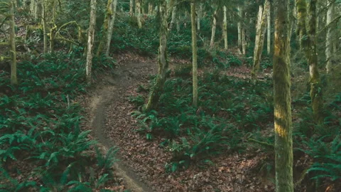 A mountain biker rides through a mossy Pacific Forest Stock Footage 231819906