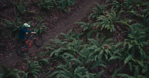 A mountain biker rides through a mossy Pacific Forest Stock Footage 231820683