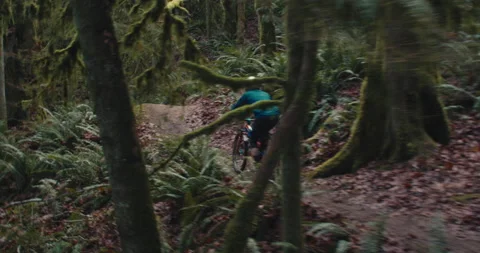 A mountain biker rides through a mossy Pacific Forest Stock Footage 231825459