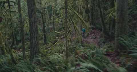 A mountain biker rides through a mossy Pacific Forest Stock Footage 231825536