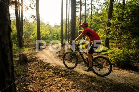 Mountain Biker Riding Cycling In Summer Forest